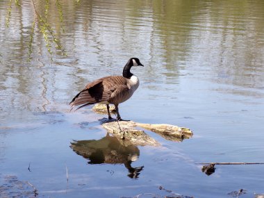 Su yüzeyinde yaban kazı