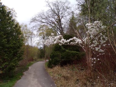 Bahar çiçek açan ağaçlar, yatay