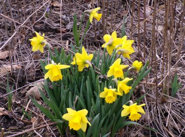 Çiçek tarhında sarı nergisler
