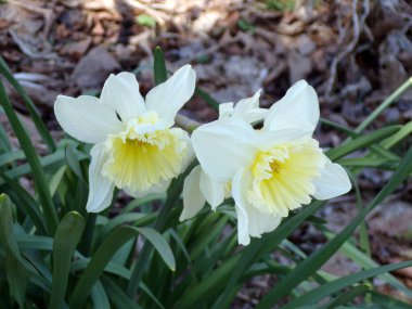 Çiçek tarhında beyaz nergisler