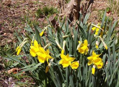 Çiçek tarhında sarı nergisler