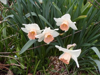 Çiçek tarhında beyaz nergisler