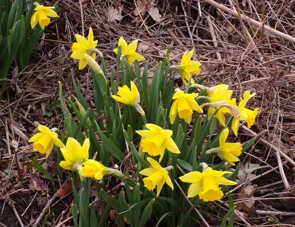 Çiçek tarhında sarı nergisler
