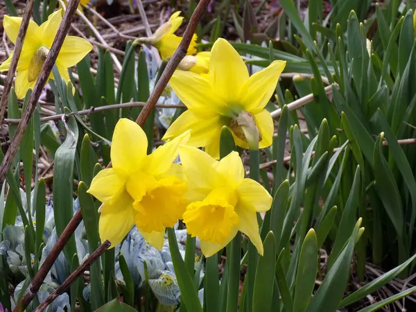 Çiçek tarhında beyaz nergisler
