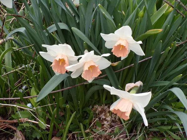 Çiçek tarhında beyaz nergisler