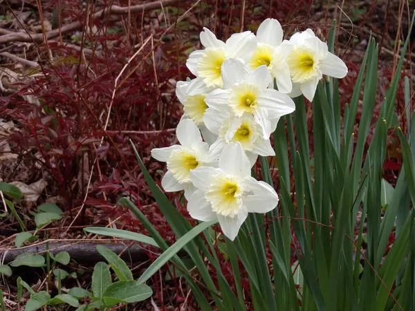 Çiçek tarhında beyaz nergisler