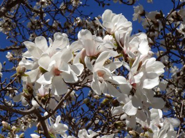 Manolya çiçek ağaç dalı