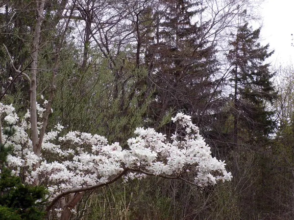 Manolya çiçek ağaç dalı