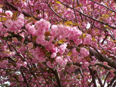 Çiçek arkaplanı olarak ağaç dalında pembe elma çiçekleri