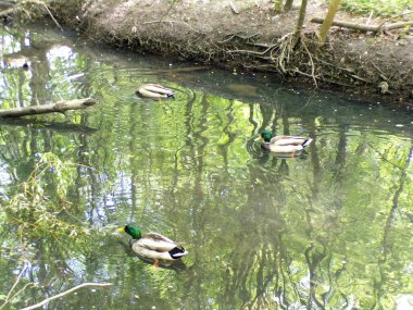 Su yüzeyinde rüzgarlar