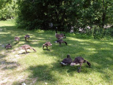 Kazlar göletin kıyısına akın eder.