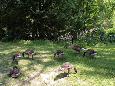 Kazlar göletin kıyısına akın eder.
