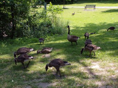 Kazlar göletin kıyısına akın eder.