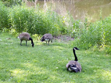 Kazlar göletin kıyısına akın eder.