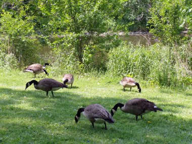 Kazlar göletin kıyısına akın eder.