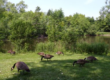 Kazlar göletin kıyısına akın eder.