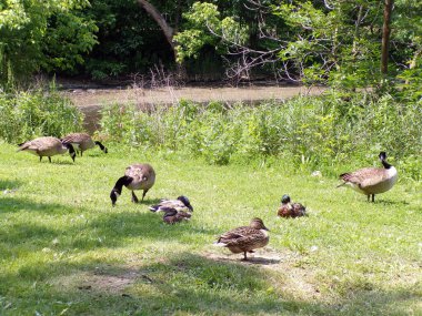 Kazlar göletin kıyısına akın eder.