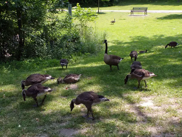 Kazlar göletin kıyısına akın eder.