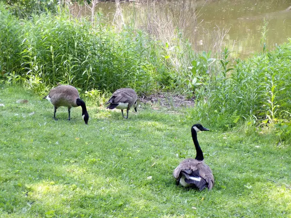 Kazlar göletin kıyısına akın eder.