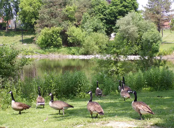 Kazlar göletin kıyısına akın eder.