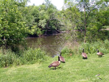 Kazlar göletin kıyısına akın eder.