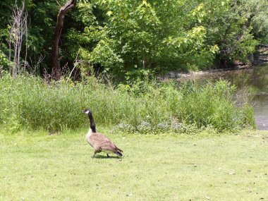 Kaz sürüsü göletin kıyısında