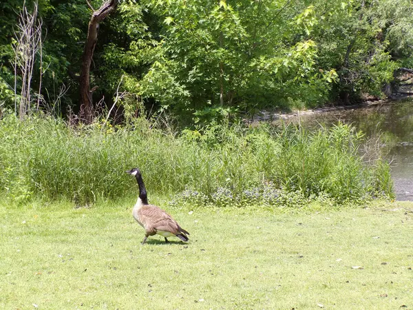 Kaz sürüsü göletin kıyısında