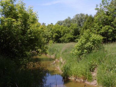 Yaz manzara nehir orman ile