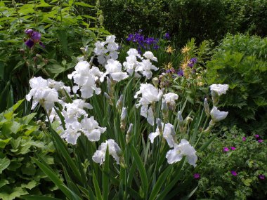 Beyaz süsen çiçeği yatakta çiçek açan