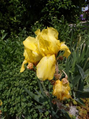 Çiçek tarlasında açan sarı süsen çiçekleri