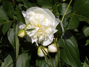 Çiçek tarhında çiçek açan beyaz önlük