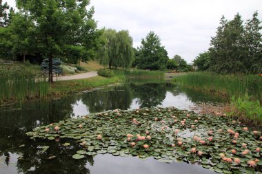 Ağaçlarla ve gölette çiçek açan nilüferlerle yaz manzarası
