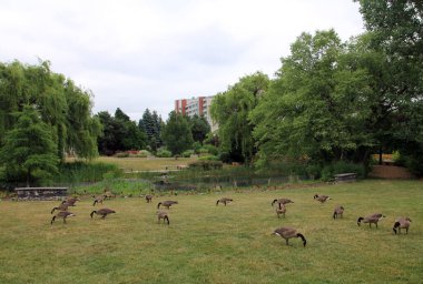 Kaz sürüsü çimenlerin üzerinde
