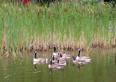 Kazlar parkta su yüzeyine akın eder.