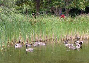 Kazlar parkta su yüzeyine akın eder.