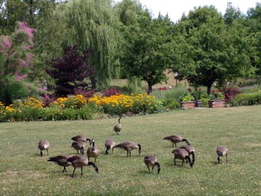 Kaz sürüsü çimenlerin üzerinde
