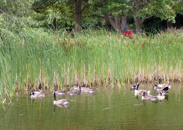 Kazlar parkta su yüzeyine akın eder.