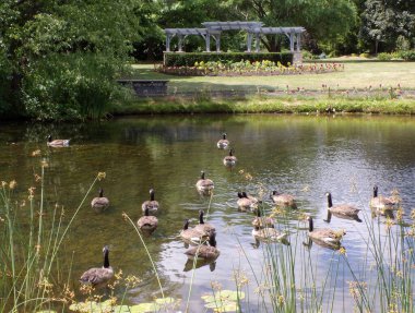 Kazlar parkta su yüzeyine akın eder.