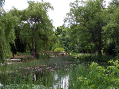 Parkın yaz manzarası Ağaçlar ve gölet