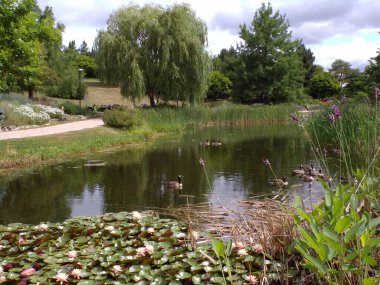 Parkın yaz manzarası Gölette çiçek açan nilüferlerle