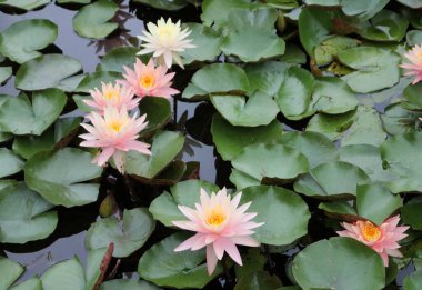 Su yüzeyinde çiçek açan nilüferler