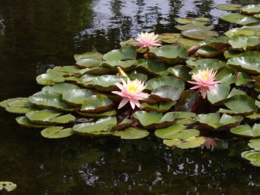 Su yüzeyinde çiçek açan nilüferler