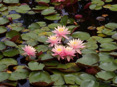 Su yüzeyinde çiçek açan nilüferler