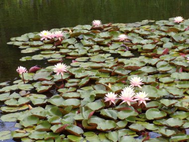 Su yüzeyinde çiçek açan nilüferler