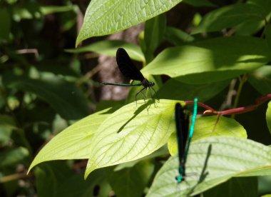 yaprak üzerinde oturan yusufçuk