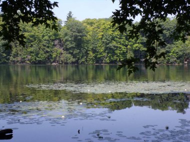 Göl ve ağaçlarla dolu yaz manzarası