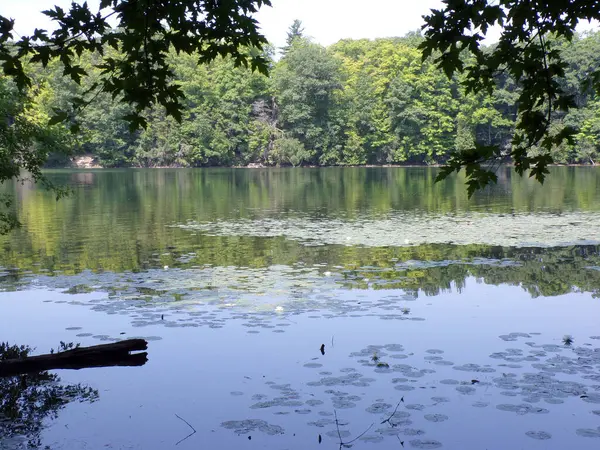 Göl ve ağaçlarla dolu yaz manzarası