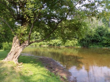 Ağaçlar ve nehirle kaplı yaz manzarası