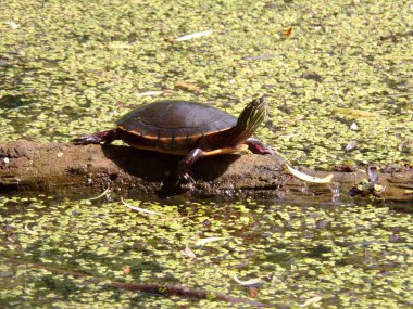 Kaplumbağa gölde oturuyor.