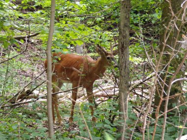Geyik şehir parkında